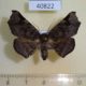 40822p-Noctuidae-sp.-Uganda-8