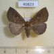 40823p Noctuidae v Uganda $7