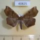 40825p-Noctuidae-Gracilodes-sp.-f-Uganda-8