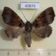 40879p-Noctuidae-Serrodes-trispila-Uganda-8