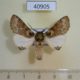 40905p-Noctuidae-Rosinella-rosinaria-Uganda-6