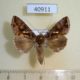 40911p-Noctuidae-Chrysodeixis-chalcites-Uganda-8