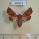 40912p-Noctuidae-Eutelia-subrubens-f-Uganda-15