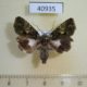 40935p-Noctuidae-Aedia-squamosa-f-Uganda-6