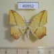 40952p-Geometridae-Epigynopteryx-ansorgei-Uganda-8