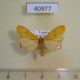 40977p-Arctiidae-Cragia-distigmata-Uganda-6