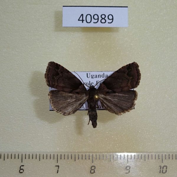 Noctuidae sp. Uganda