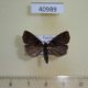 40989p-Noctuidae-sp.-Uganda-4