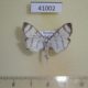 41002p-Crambidae-Zebronia-phenice-Uganda-15