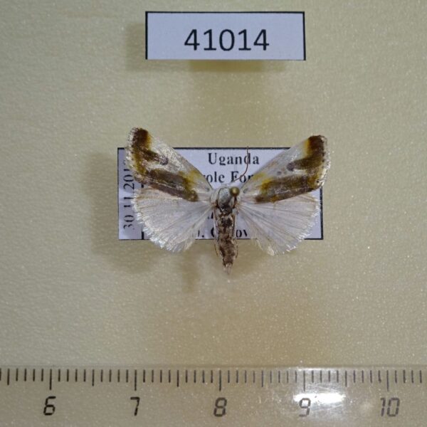 Noctuidae Emmelia callima Uganda