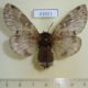41021p-Lasiocampidae-Bhima-eximia-f-Primorye-5