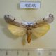 41045p-Moth-sp.-Uganda-6