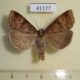 41177p-Noctuidae-Lygephila-dubatolovi-Primorye-10
