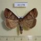 41178p-Noctuidae-Lygephila-dubatolovi-Primorye-10