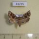 41235p-Noctuidae-Hadena-corrupta-f-Transbaikal-reg.-6