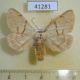41281p-Notodontidae-Phalerodonta-bombycina-Primorye-6