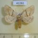 41282p-Notodontidae-Phalerodonta-bombycina-Primorye-5