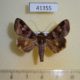 41355p-Noctuidae-Melipotis-januaris-Dominicana-5