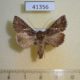 41356p-Noctuidae-Trichoplusia-ni-Dominicana-15