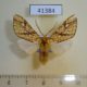 41384p-Arctiidae-Lophocampa-lineata-Dominicana-12
