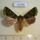 41388p-Noctuidae-Heterochroma-berylloides-f-Dominicana-7