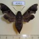 41411p-Sphingidae-Enyo-lugubris-Dominicana-20