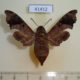 41412p-Sphingidae-Enyo-lugubris-Dominicana-20
