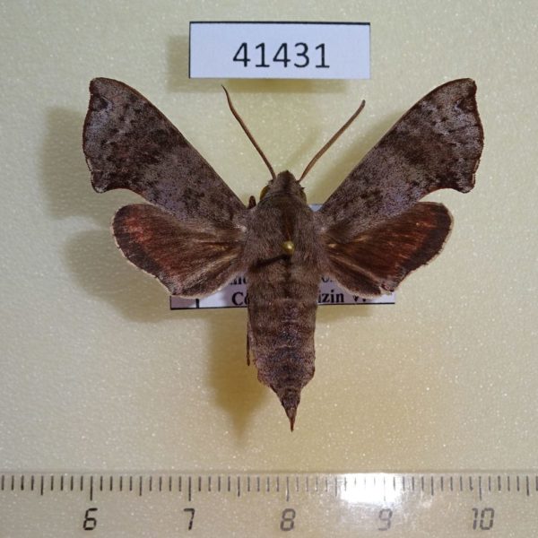 Sphingidae Temnora grandidieri Madagascar
