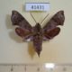 41431p-Sphingidae-Temnora-grandidieri-Madagascar-15