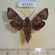 41433p-Sphingidae-Temnora-grandidieri-Madagascar-15