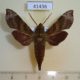 41436p-Sphingidae-Temnora-fumosa-Madagascar-13