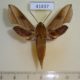 41437p-Sphingidae-Hippotion-sp.-saclavorum-Madagascar-12