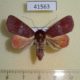 41563p Noctuidae Calymera endophaea Vietnam $5