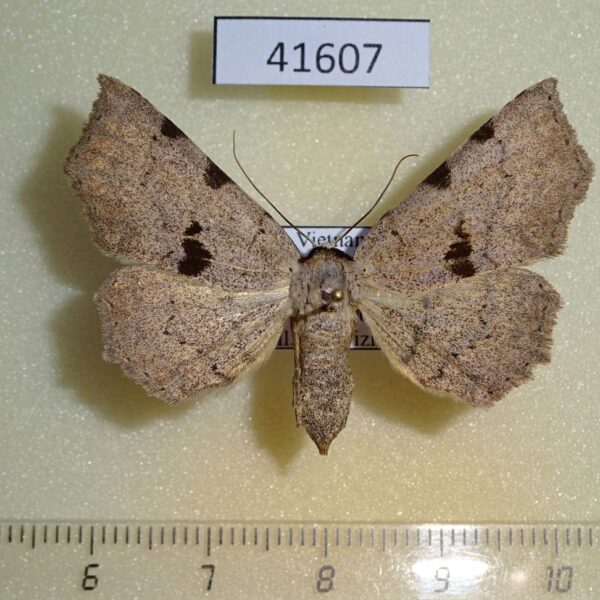 Noctuidae Rema sp. f Vietnam