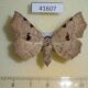 41607p Noctuidae Rema sp. Vietnam $5
