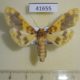 41655p-Crambidae-Pachynoa-thoosalis-f-Vietnam-7