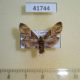 41744p-Pyralidae-sp.-Uganda-4