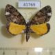 41769p-Geometridae-Xylopteryx-amieti-Uganda-7