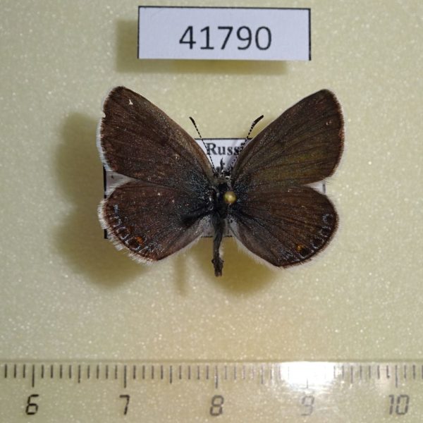 Lycaenidae Plebeius lucifer Western Sayan