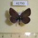 41790p-Lycaenidae-Plebeius-lucifer-Western-Sayan-8