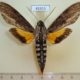 41915p-Sphingidae-Erinnyis-alope-Dominicana-10