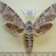 41926p-Sphingidae-Pseudosphinx-tetrio-f-Dominicana-12