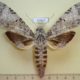 41927p-Sphingidae-Pseudosphinx-tetrio-f-Dominicana-12