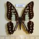 41983p-Papilonidae-Graphium-Graphium-evemon-Borneo-6