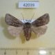 42039p-Noctuidae-Cerastis-rubricosa-Primorye-3