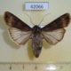 42066p-Noctuidae-Agrotis-ipsilon-Primorye-4