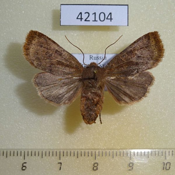 Noctuidae Conistra vaccinii Primorye