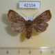 42104p-Noctuidae-Conistra-vaccinii-Primorye-3
