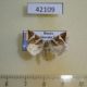 42109p-Noctuidae-Deltote-bankiana-Primorye-5