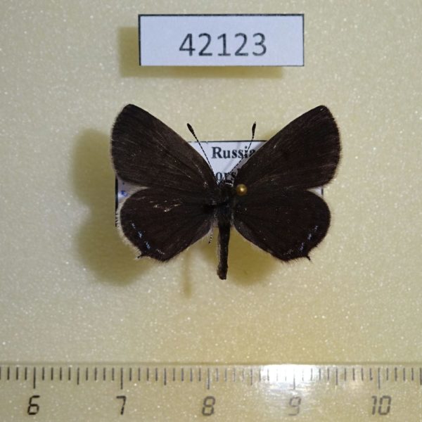 Lycaenidae Tongeia fischeri Primorye